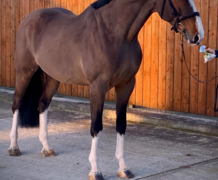 Londonbeat Elrite sport horse stallion at stud chilled semen AI, based in Lancashire. 17hh sport horse, show jumper