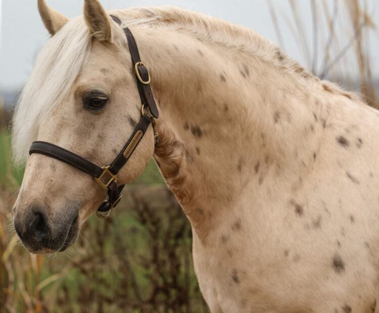 Class 1 Palomino Connemara pony stallion. 148cm / 14hh standing at Broughton stud, available for chilled/fresh and frozen semen, Artificial Insemination